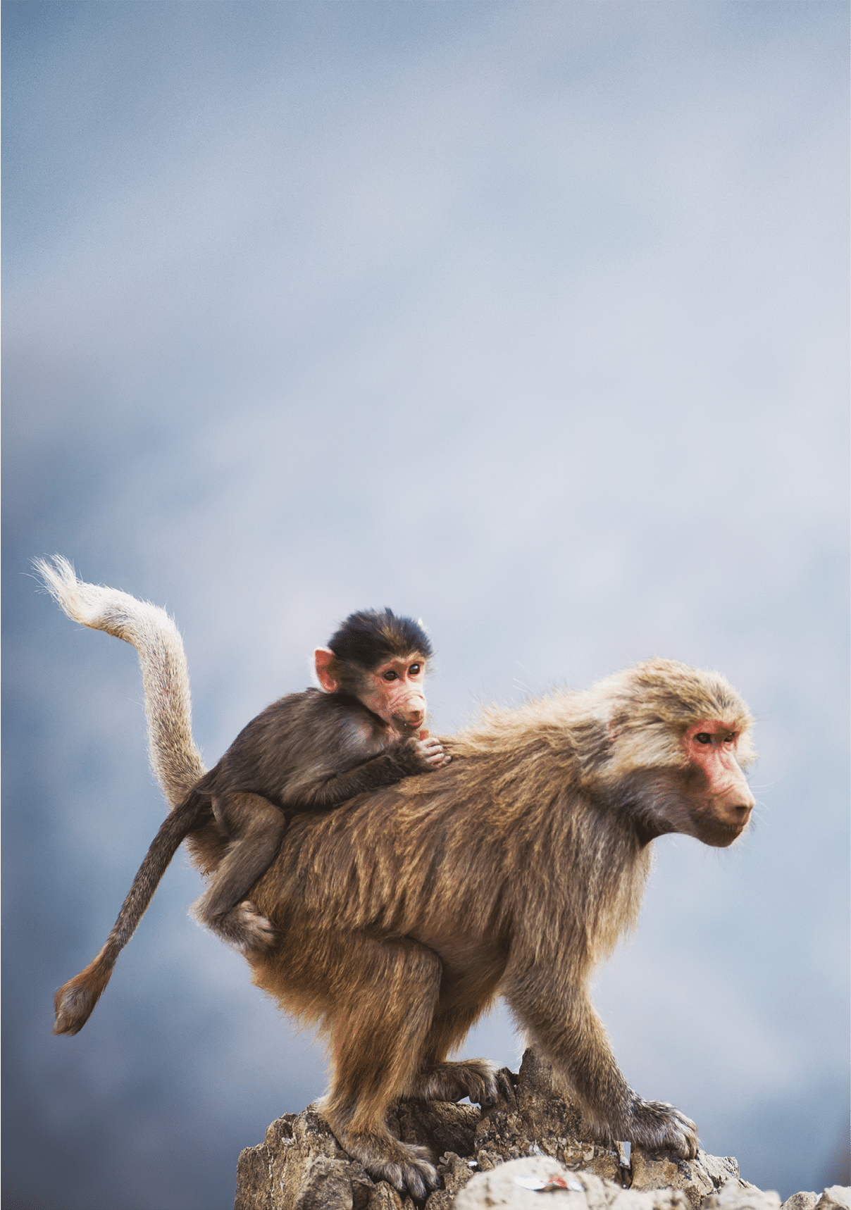 Mountain monkeys; Taif, Saudi Arabia