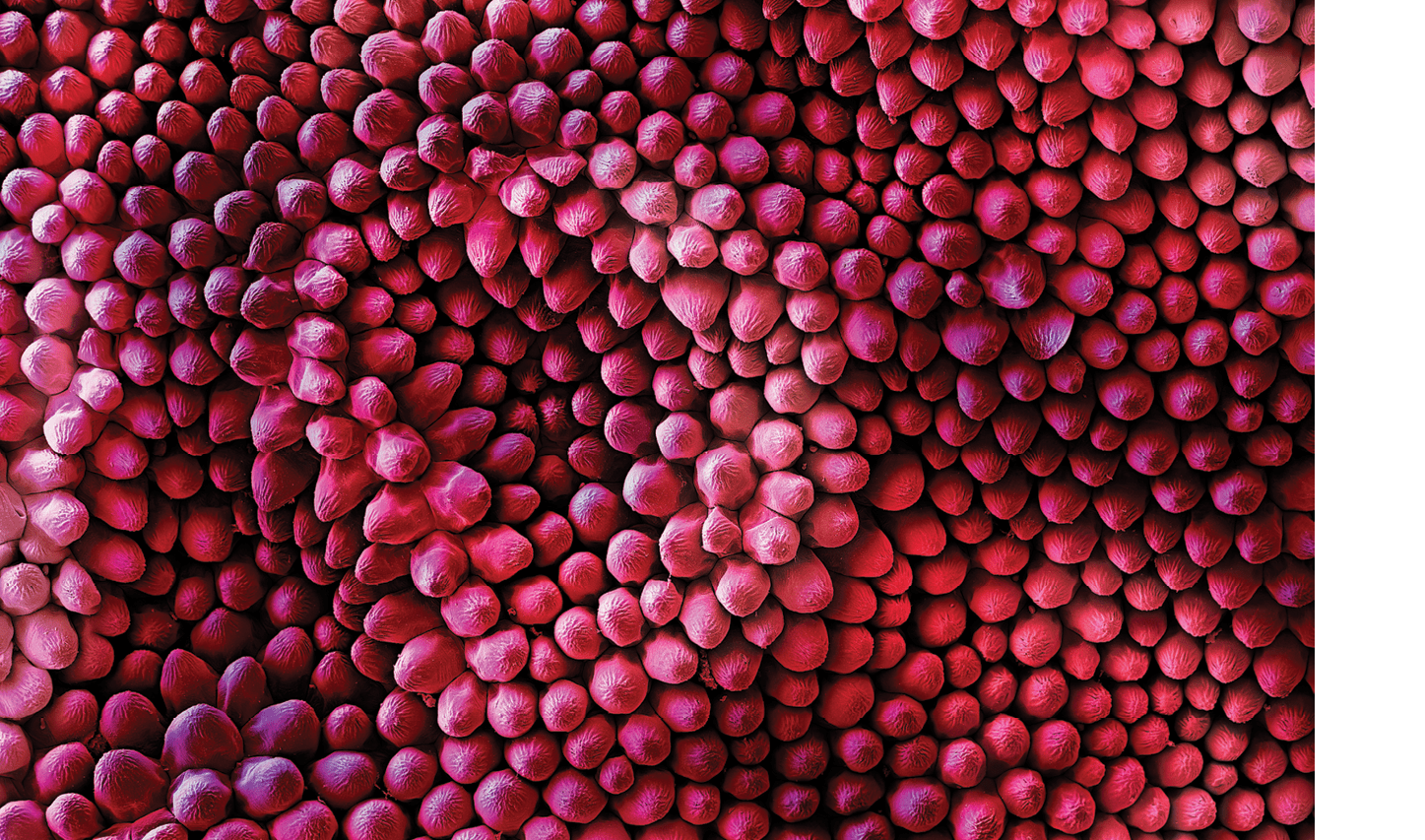 Velvet UndergroundColored Scanning Electron Micrograph of the fine structures of a Red rose petal (Rosa sp )  Hairs are only present on the lower surface of the leaf  Thousands of finely corrugated warts cause the velvet shimmer on the upper surface of dark red rose petals A superhydrophobic surface is a surface on which a drop of water forms an almost perfect sphere and even a very slight tilting is sufficient to cause the water drop to roll off  Biological tiny structures have been observed on many kinds of surfaces such as lotus leaves, rice leaves, butterfly wings, mosquito eyes, moth eyes, cicada wings, gecko feet, desert beetle, spider silks, fish scales, and red rose petals which exhibit excellent hydrophobicity and or superhydrophobicity  Understanding the anti-wetting principles of surfaces is of special interest, because properties such as anti-sticking, anti-contamination, and self-cleaning are expected, and therefore surfaces with superhydrophobic properties are attractive for many industrial and biological applications, such as anti-biofouling paints for boats, anti-sticking and self-cleaning windshields and windows, microfluidics, stain resistant textiles, anti-soiling architectural coatings, or dust-free coatings on building glasses, and other biological and technical applications  