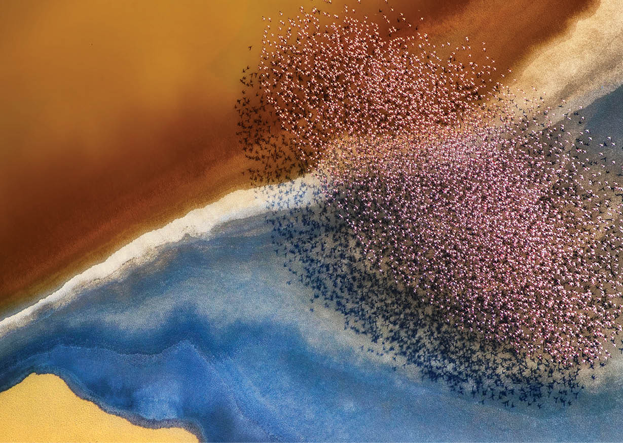 A flock of pink flamingos fly over an incredibly colourful landscape created by mineral rich soil which changes colour depending on the angle of light    Professional photographer, Phillip Chang, 61, captured this stunning picture whilst flying over the Natron Lake in Tanzania   Phillip, who was photographing the landscape itself, was suprised by the appeareance of the birds   He said,   The birds formed amazing shapes that you cannot see from below    Please byline: Phillip Chang Solent News    Phillip Chang Solent News & Photo Agency UK +44 (0) 2380 458800 